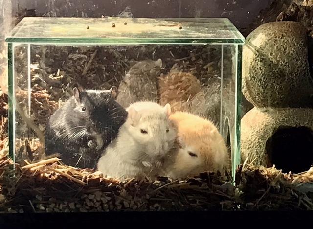 Queenies Glazenhuis met Knaagdieren