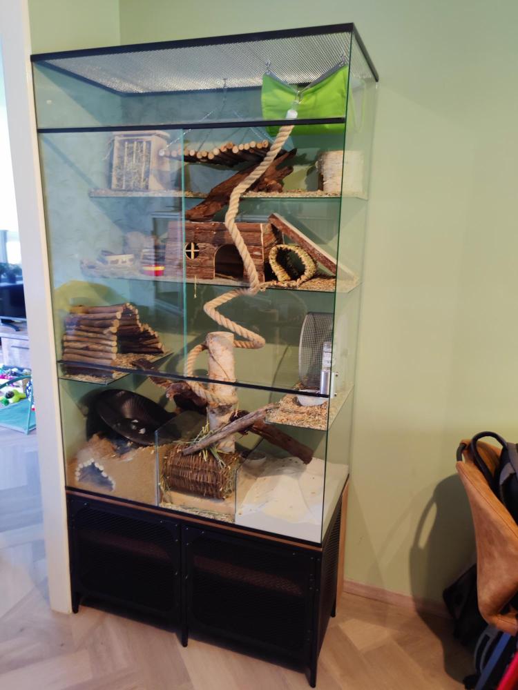 Knaagdieren Terrarium voor Degoes