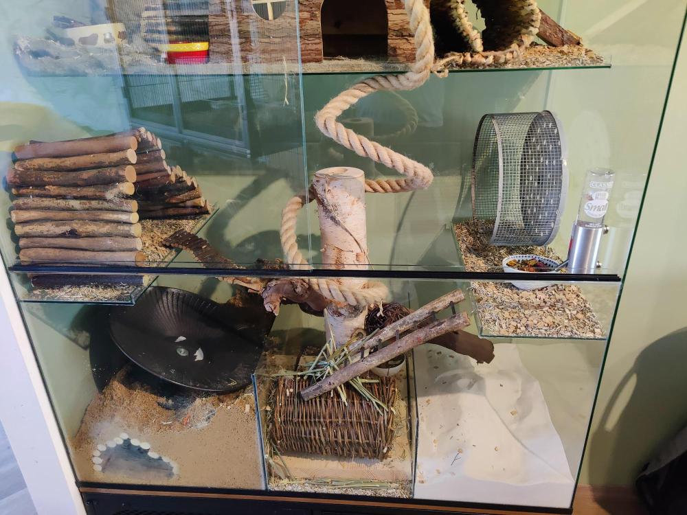 Knaagdieren Terrarium voor Gerbils en degoes