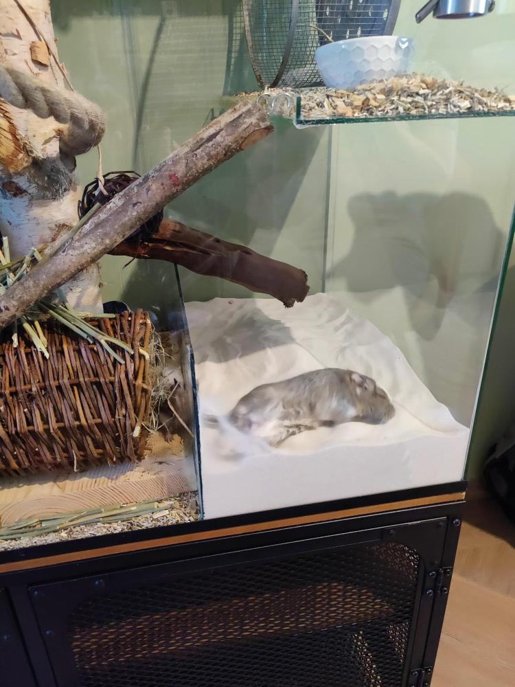 Knaagdieren Terrarium voor Chinchilla\'s