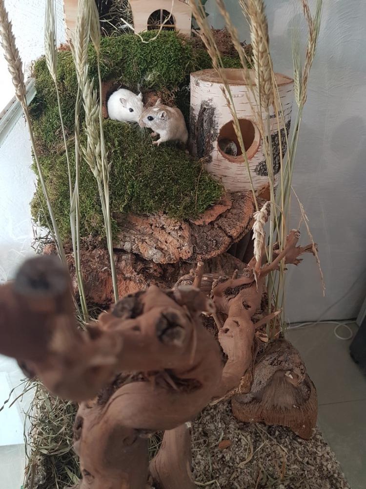 Gedroogd terrarium Mos 200 gram