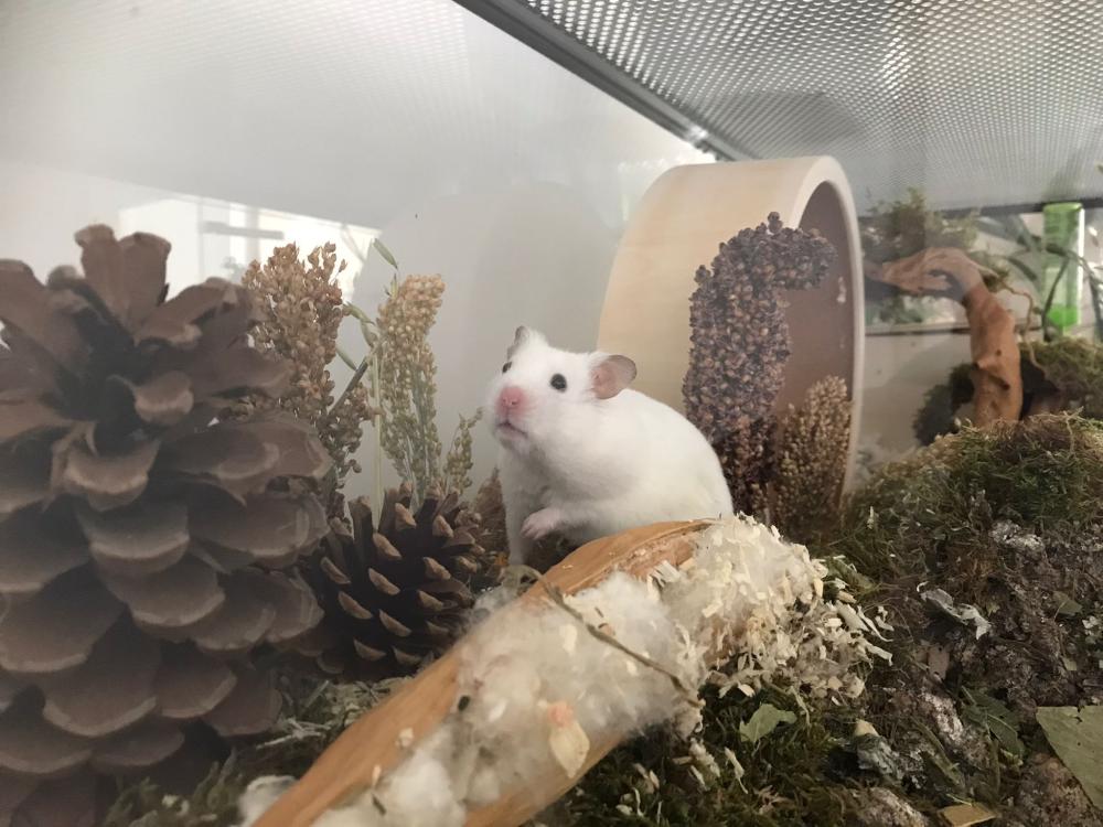 Terrarium voor hamster met schuifruiten zonder plateaus - vast voorschot