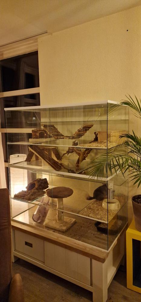 Chinchillakooi zonder tralies