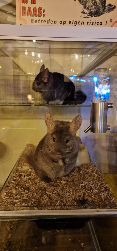 Drinkfleshouder voor Chinchilla\'s knaagproef