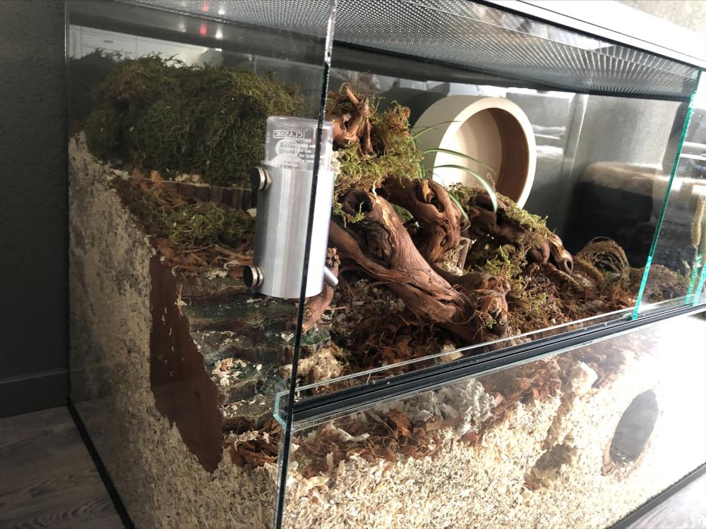 Gedroogd terrarium Mos 200 gram