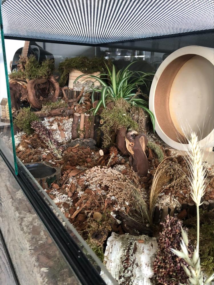 Gedroogd terrarium Mos 200 gram