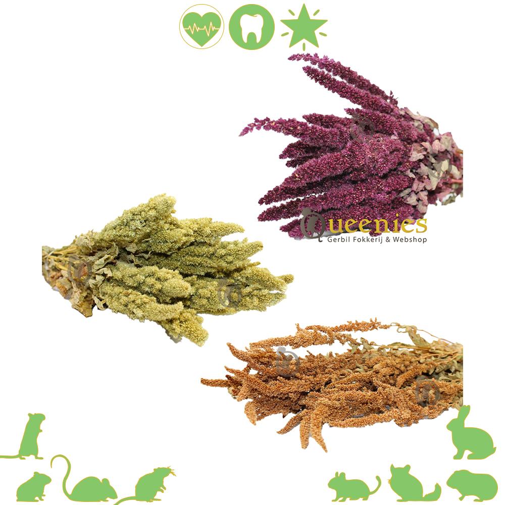 Amarant oogst voor Knaagdieren en konijnen