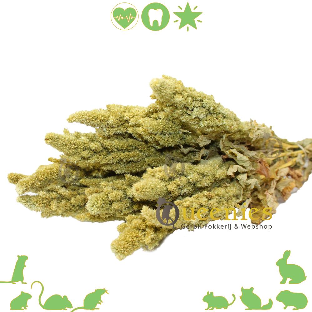 Groene Amaranth plant voor Muizen en Ratten