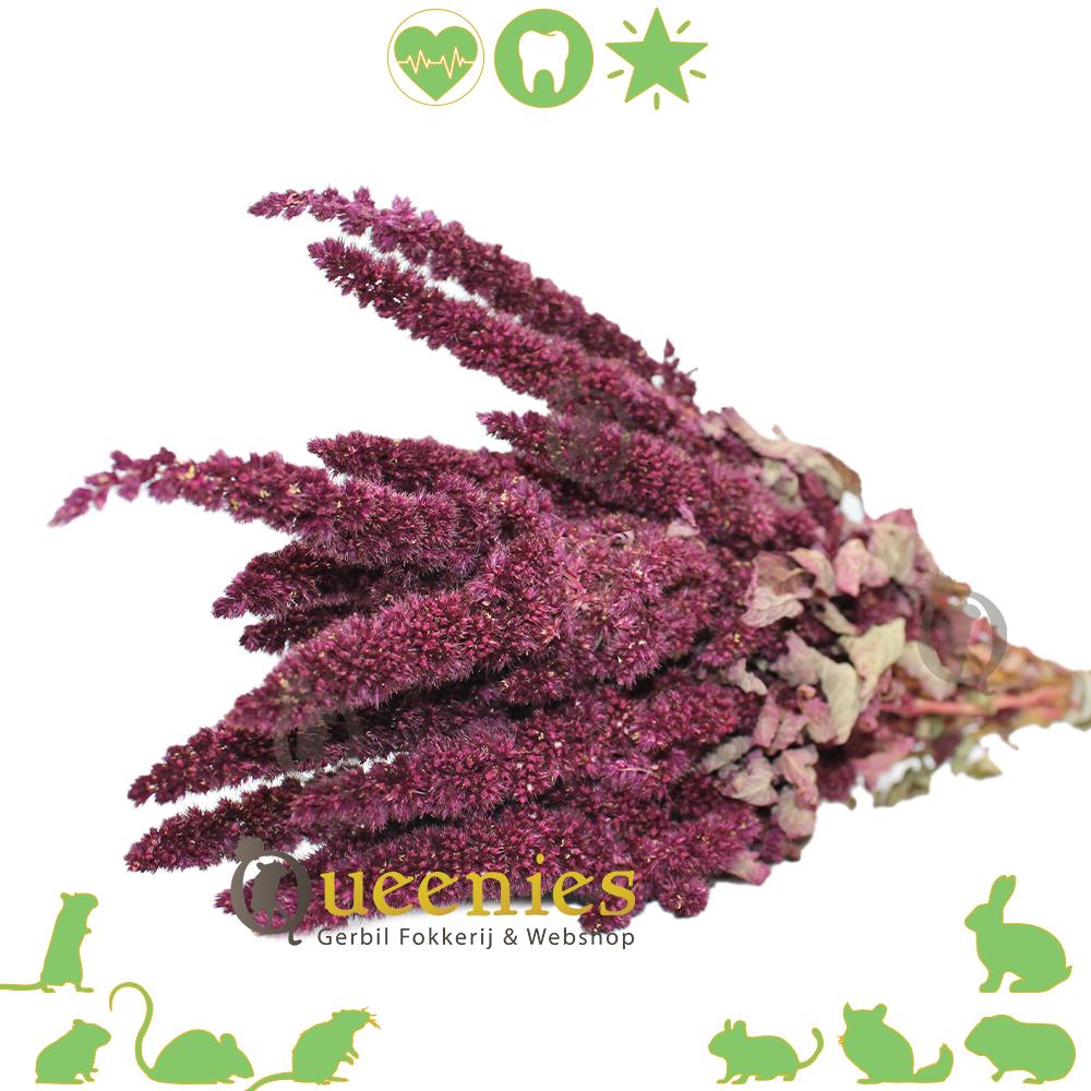 Rode Amarant Gerbils en Hamsters