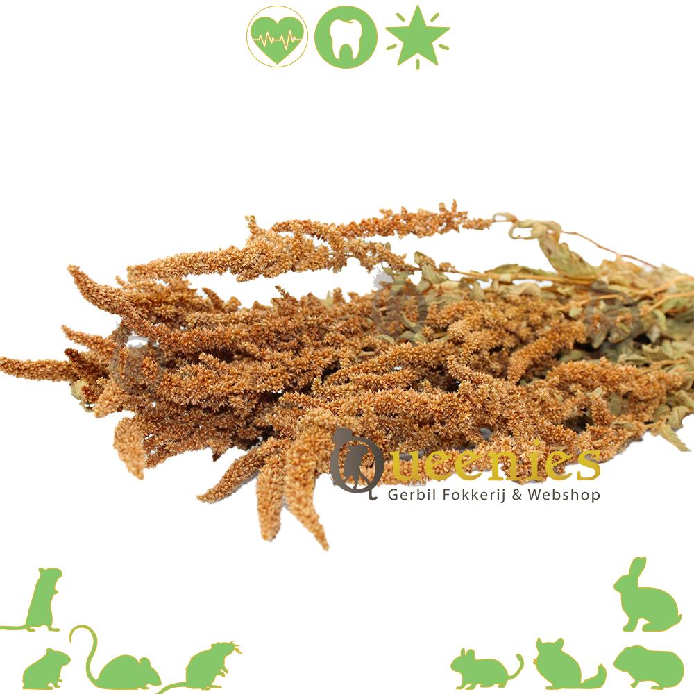 Oranje Amaranthus knaagdieren voedsel natuurlijk