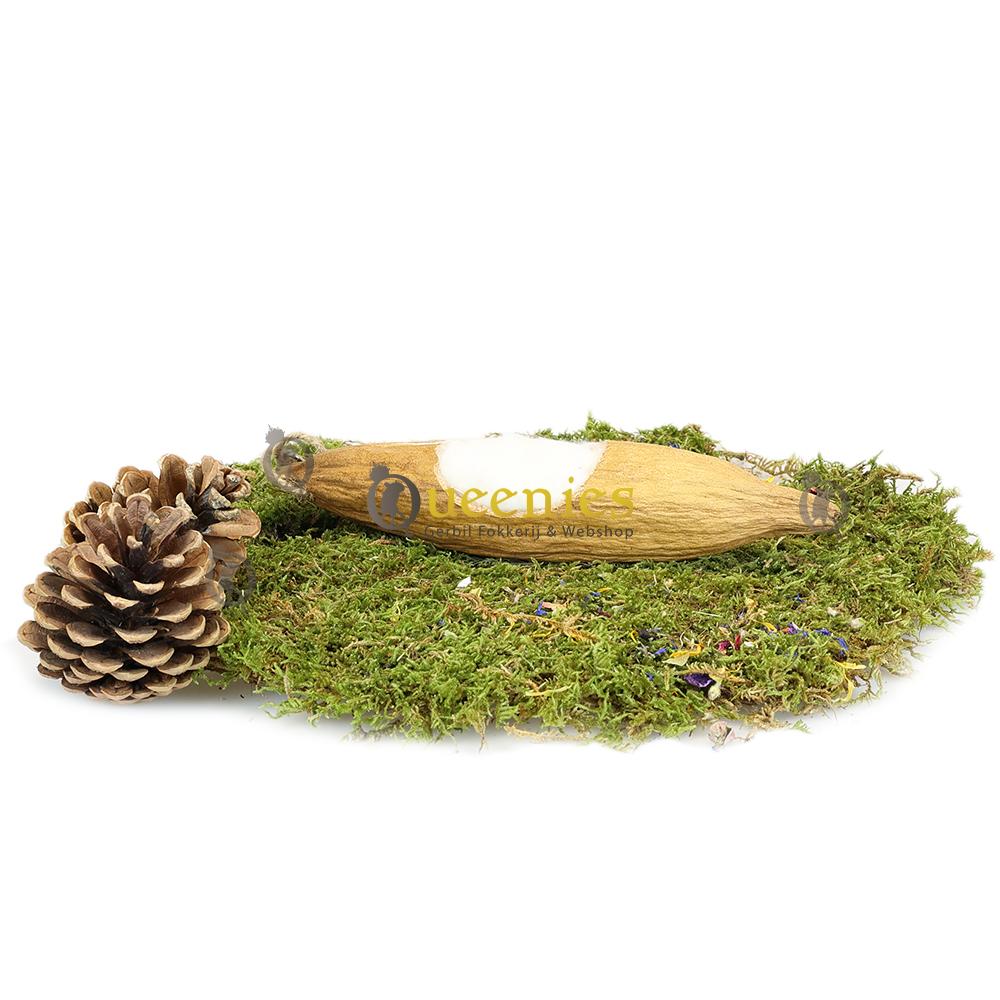 Kapoknoot in Hamsterscaping