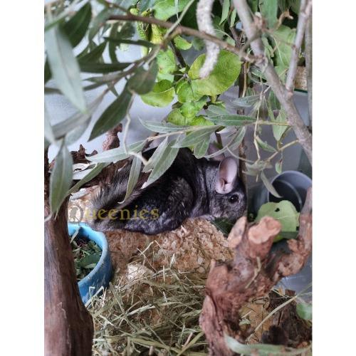 Chinchilla in een chinchilla kooi van Queenies