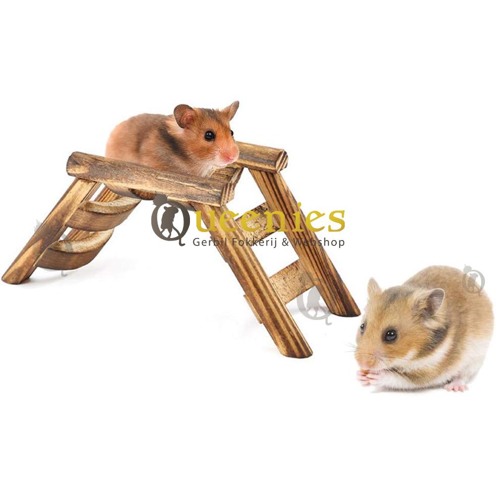 Chinese dwerghamster brug of ladder
