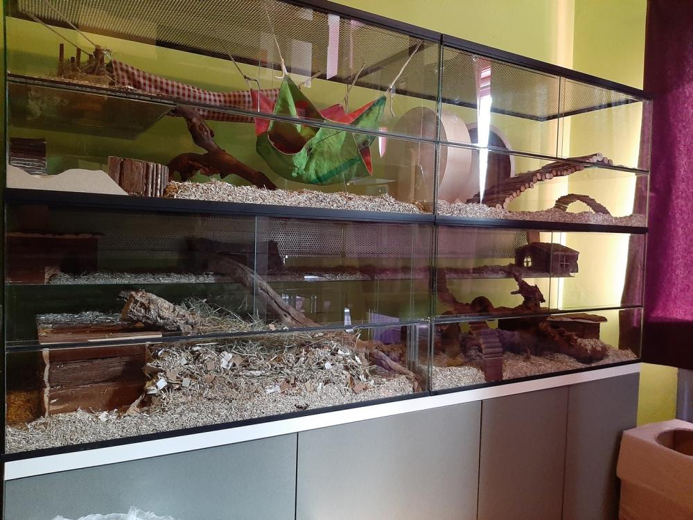 Knaagdierkooi voor Degoe's 200x50x100