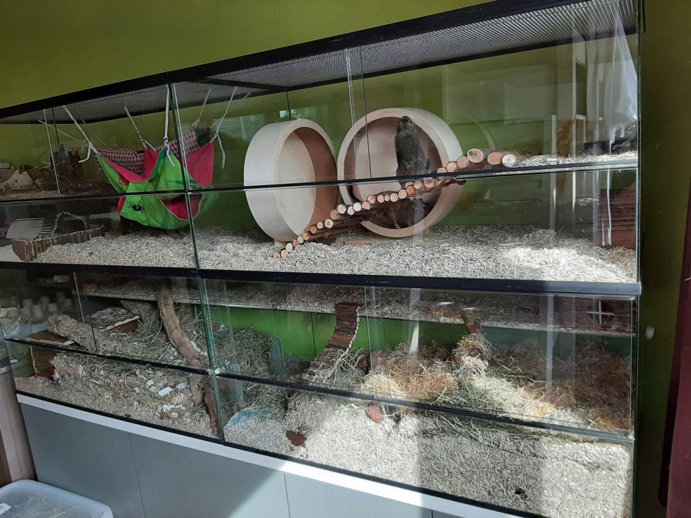 Knaagdieren Terrarium 200x50x100