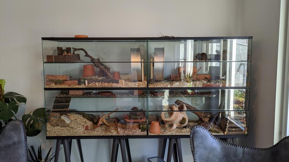 Gerbil Terrarium 200x50x100