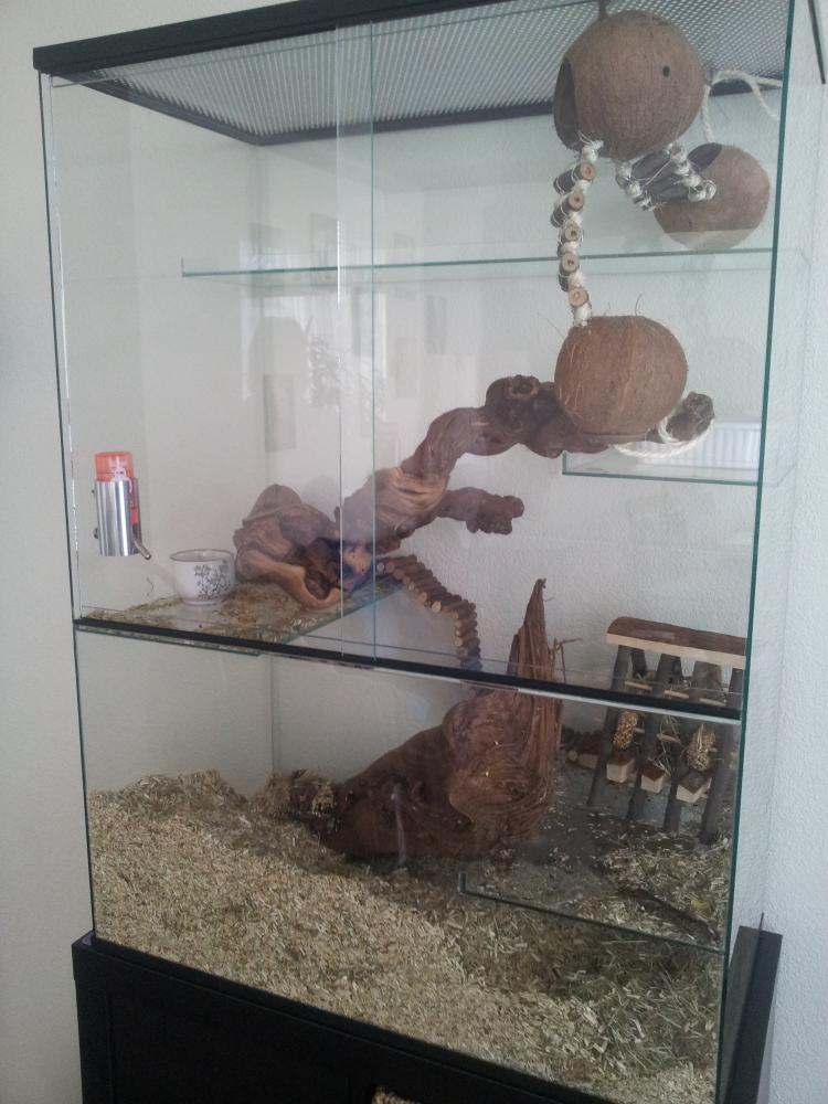 75x40x100 Gerbil / Degoe kooi van glas met schuifruiten