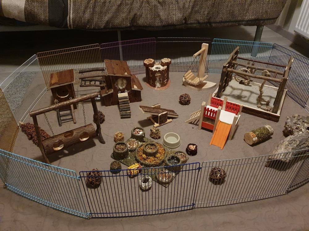 Knaagdierspeeltuin in hamster ren