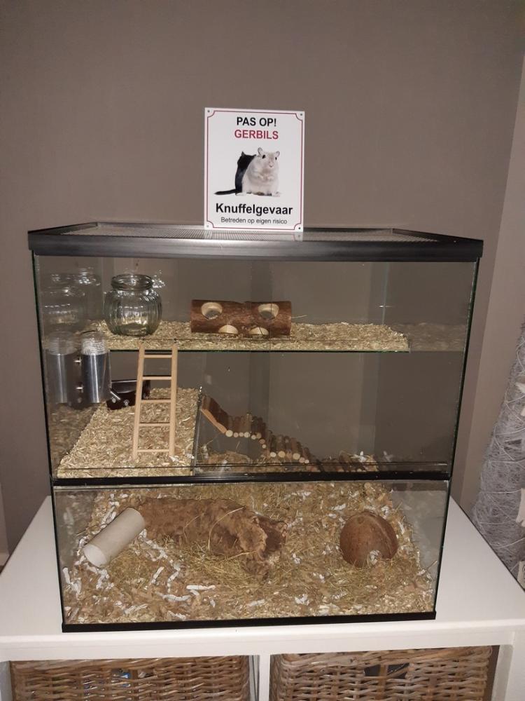 Pas op! Gerbils - Knuffelgevaar