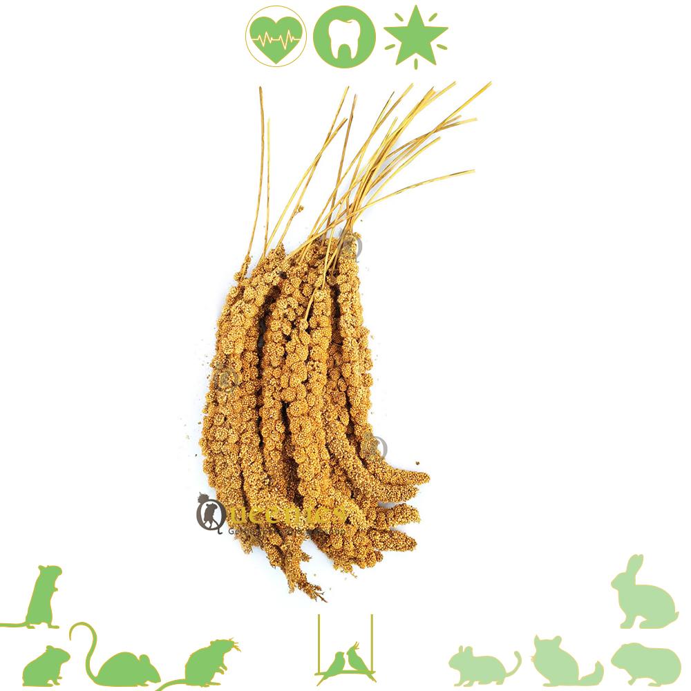 Trosgierst voor Gerbils 150 gram