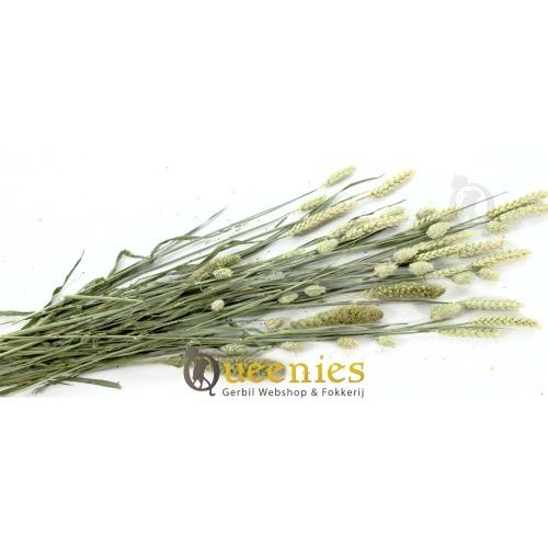 Gerbil Bouquet haverland voor Gerbilscaping