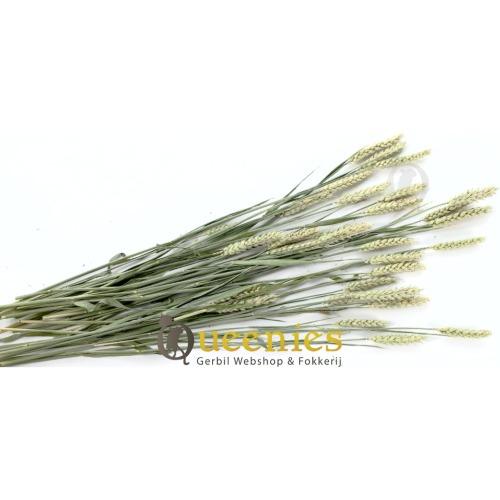 Knaagdier Bouquet gedroogde grassen voor Muizen