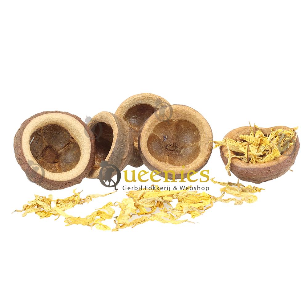 Notendop als snackbak 5-10 cm