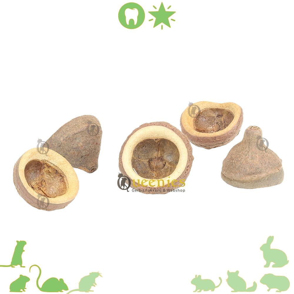 Notendop als snackbak voor Knaagdieren