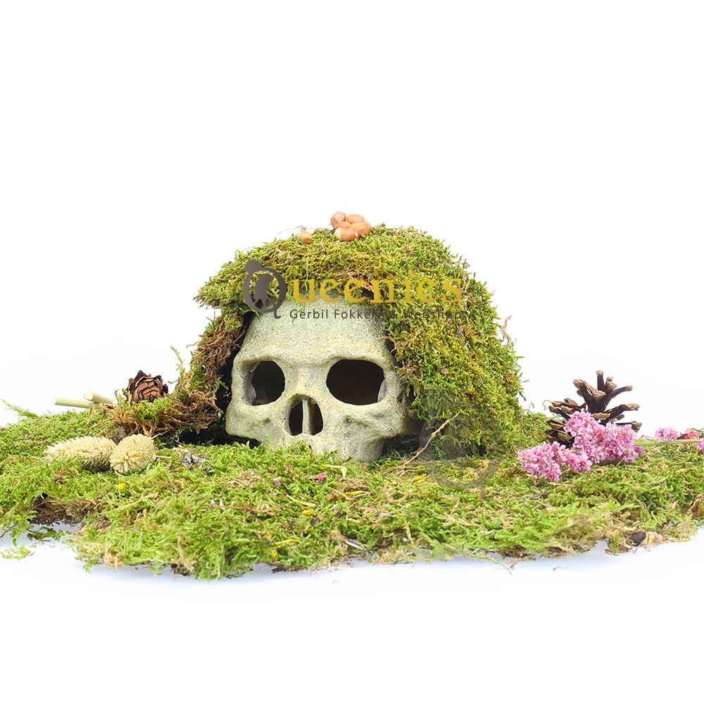 Speelhuis met schedel voor Knaagdieren