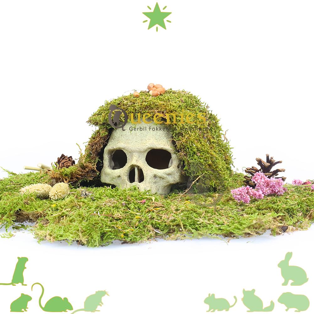 Primate Skull - schedels in Knaagdieren Terrarium