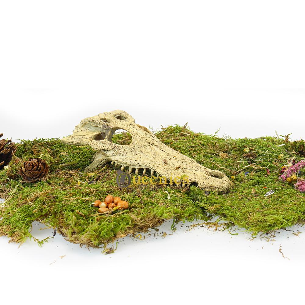 Primate skull in Hamsterscaping