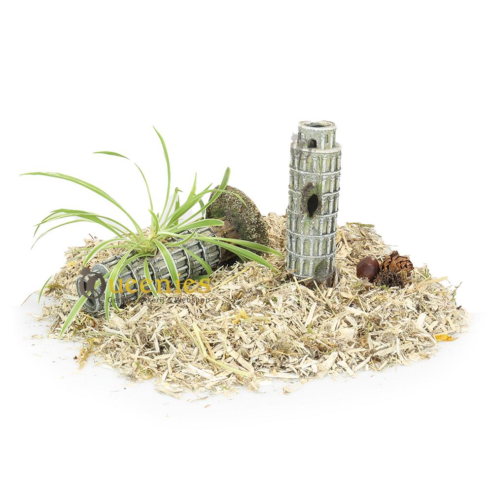 Hamsterplantjes in potten voor hamsterscaping