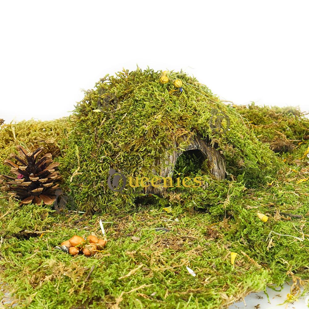 Gedroogd terrarium mos als kokosnoot decoratie