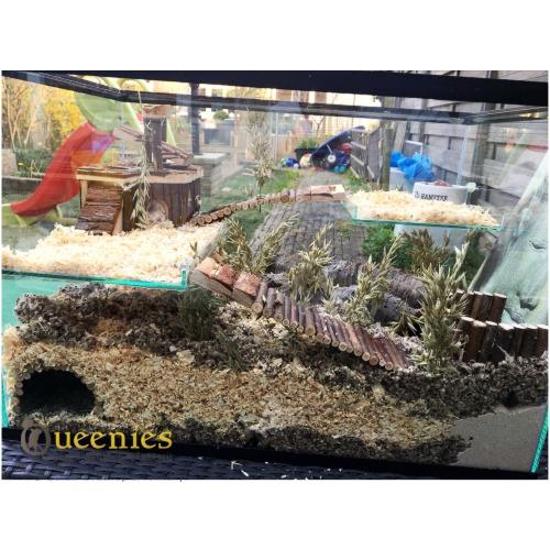 Hamster in glazen kooi huisvesten