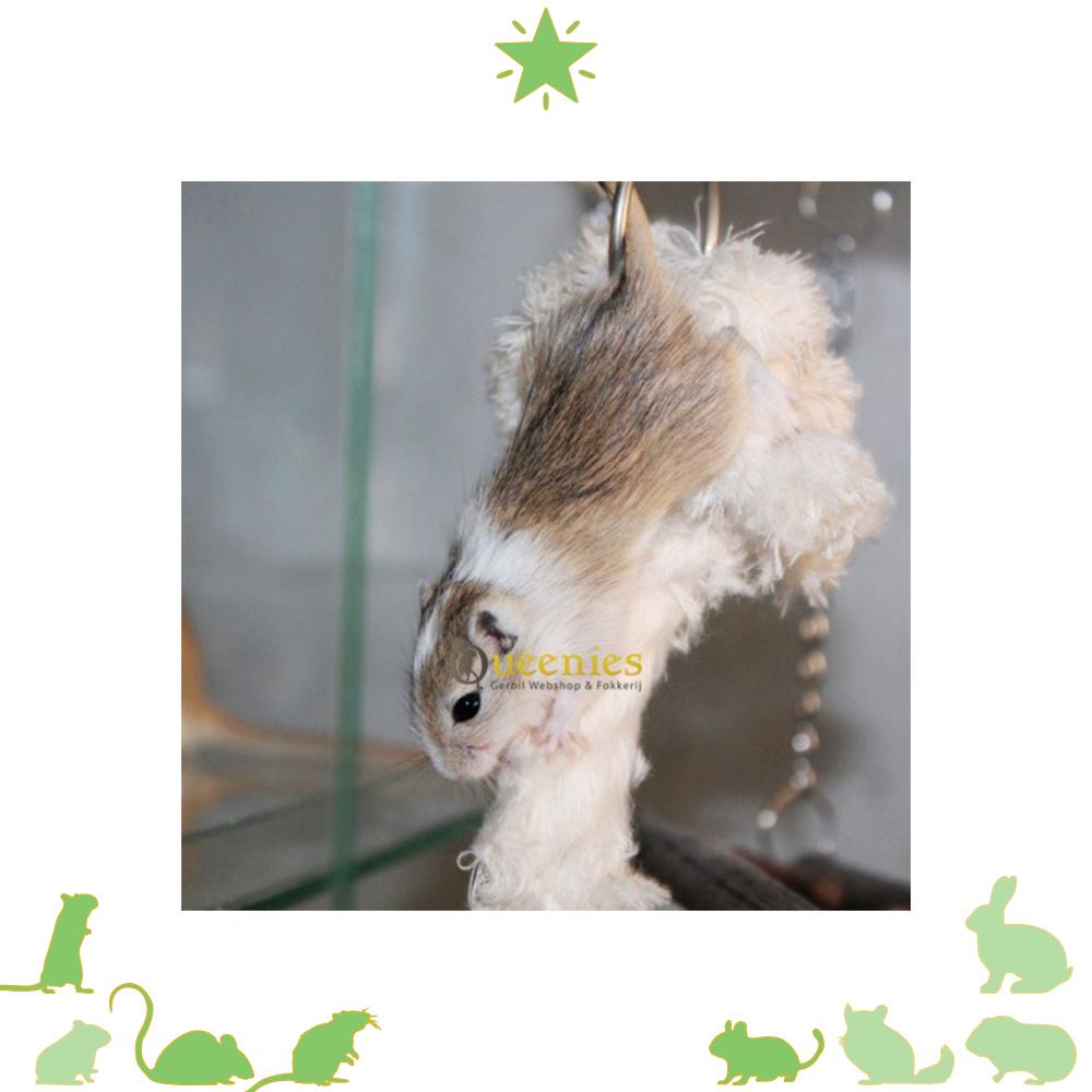 3 knopen touw met Gerbil