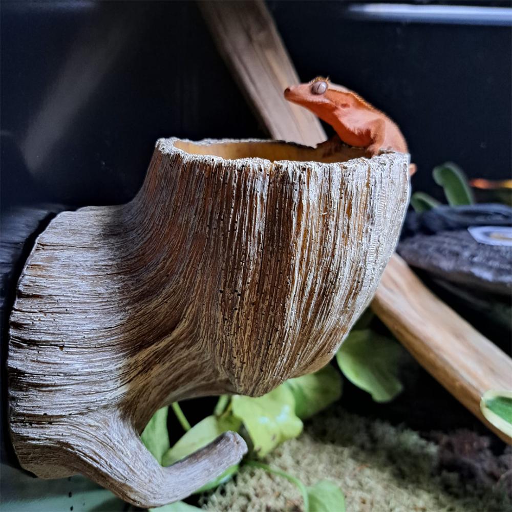 Gekko plantenbak paludarium