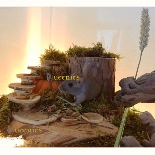 Zelfgemaakte wentel trap voor knaagdier met berkenhout