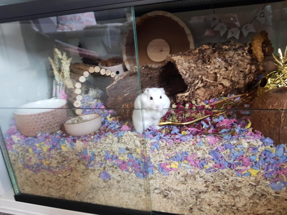 hamster terrarium outlet product