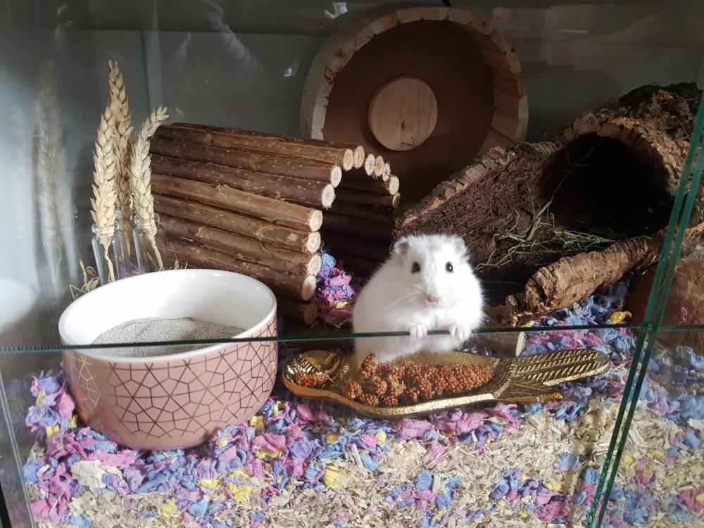 Hamster terrarium 60x40x40 premium model