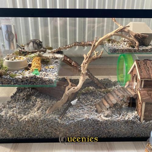 Inrichting glazen dwerghamsterkooi