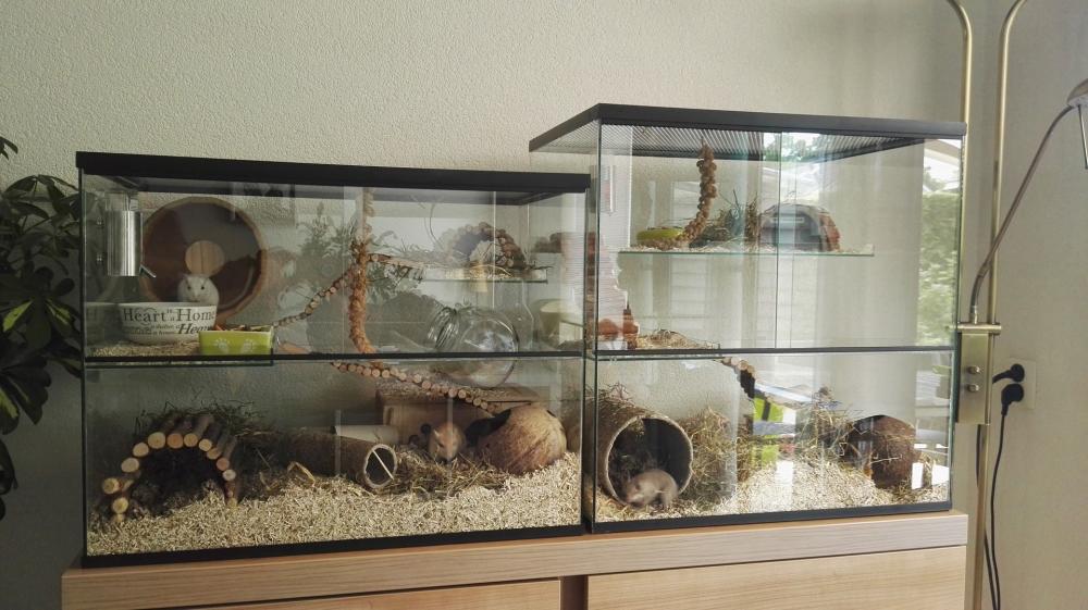 Gerbilarium 65x40x50 met 60x40x60 muizenkooi