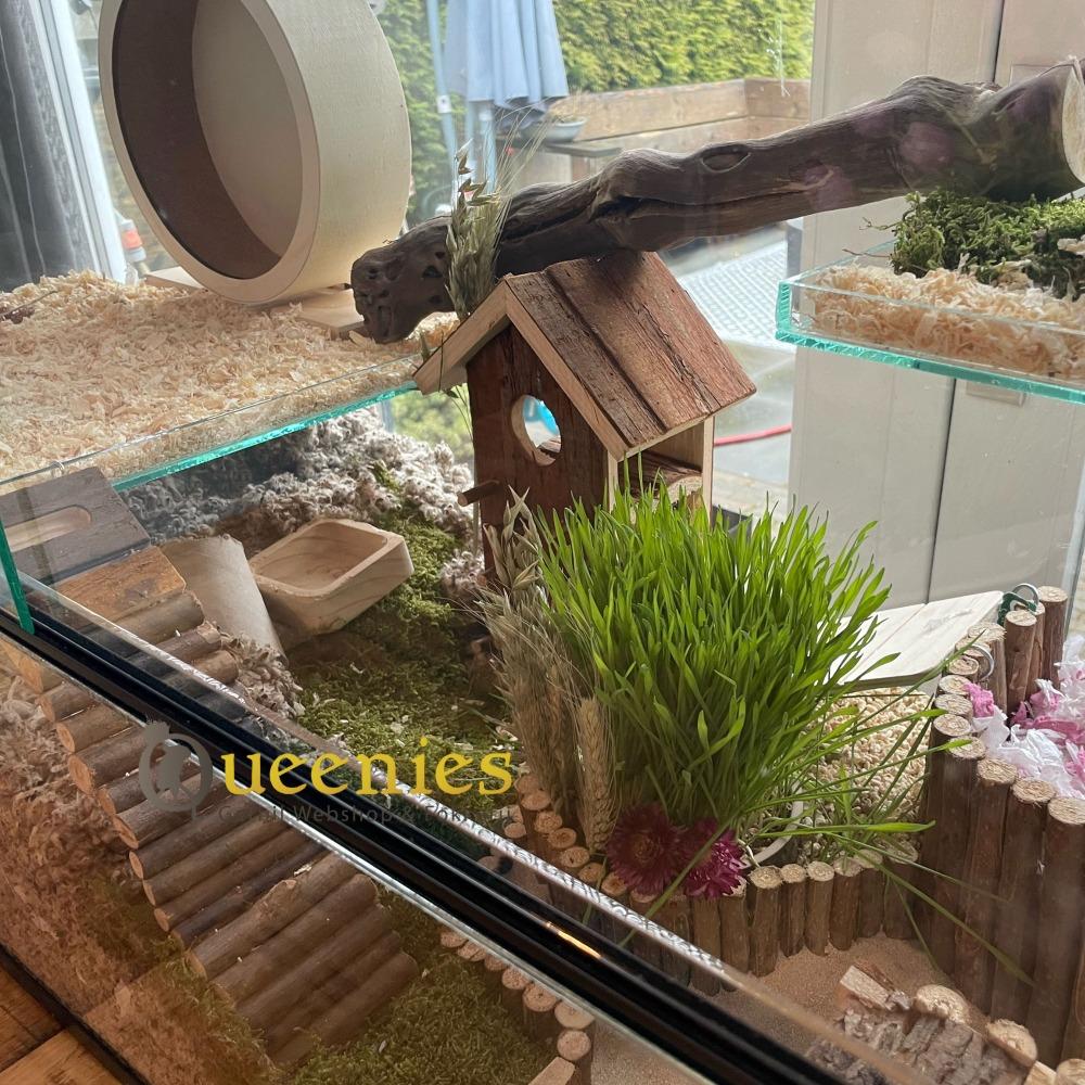 Ingericht Knaagdieren terrarium met de birger playground