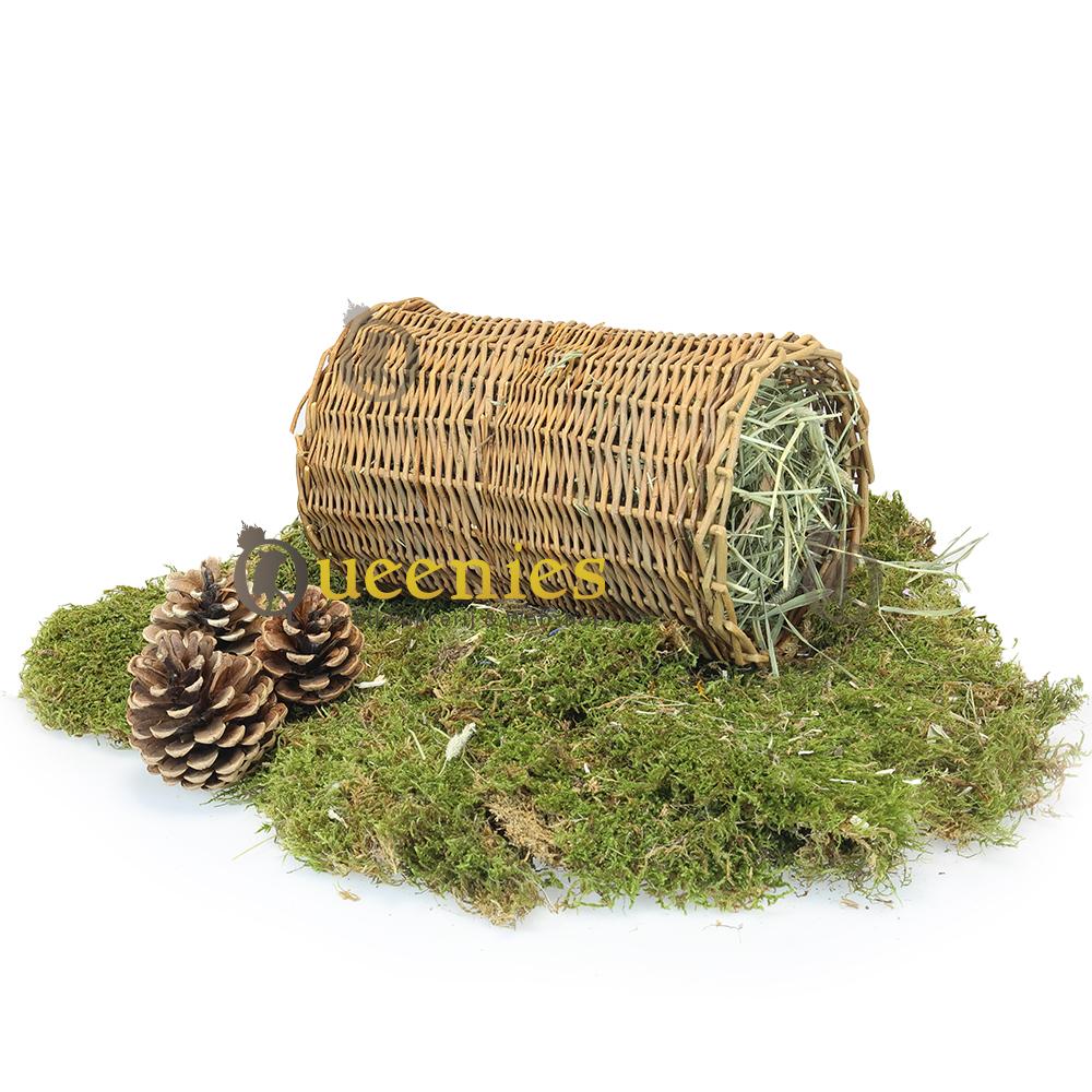 Wilgentunnel met Timothy hooi