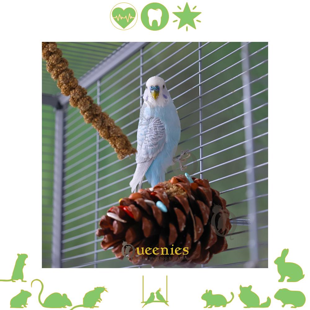 Dennenappel groot voor Kromsnavels en Knaagdieren