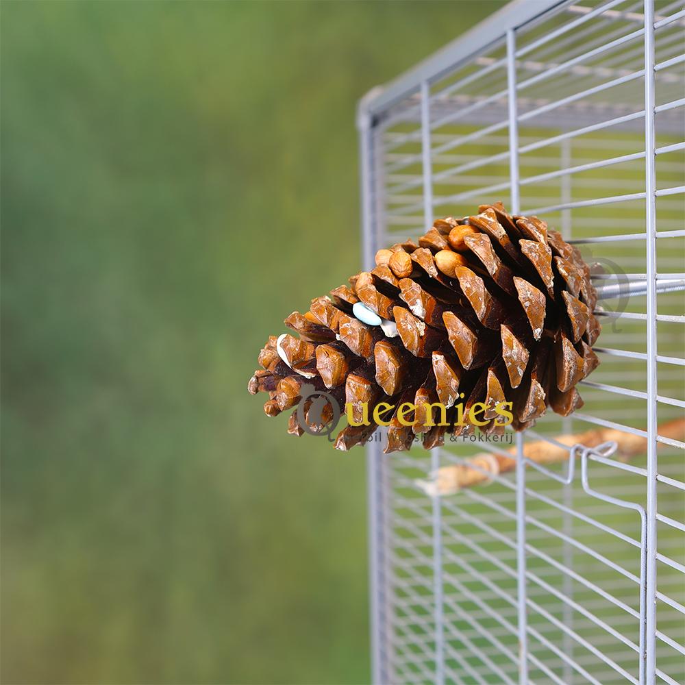 Dennenappel zeer groot in vogelkooi
