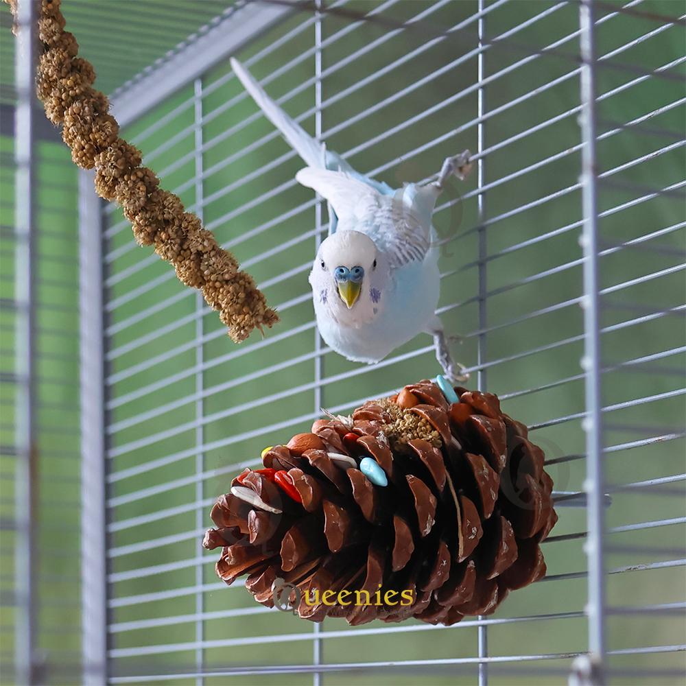 Grote Dennenappels voor Knaagdieren en Vogels