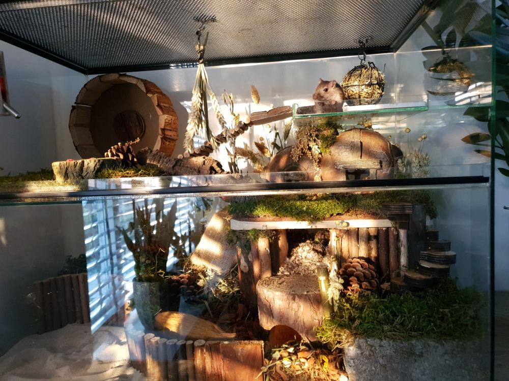 Gedroogd terrarium Mos 200 gram