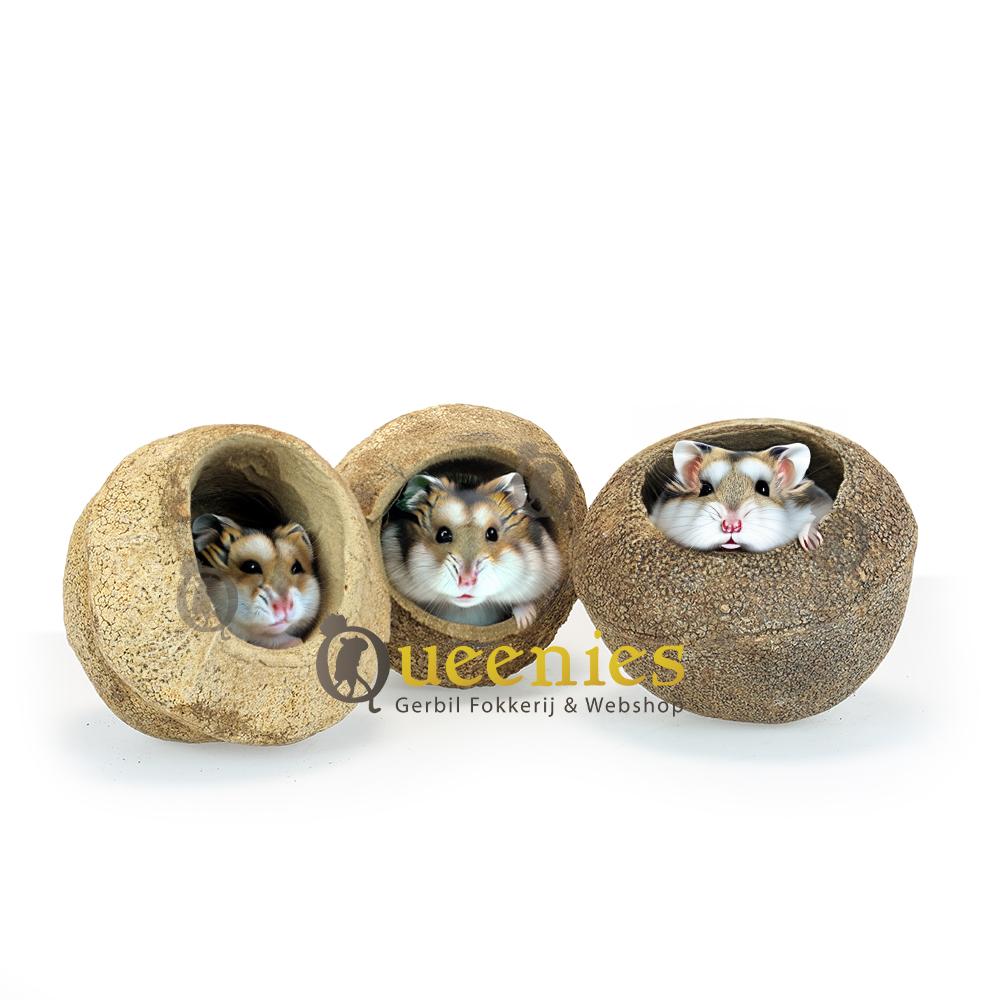 Hamsters in kokosnoten