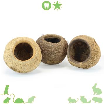 Sapucaia noot XL ( hamster hut )