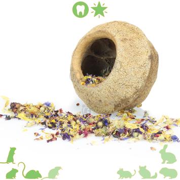 Grote noot als hamster grot voor hamsterscape